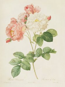 ローザダマスセナ、「レローズ」、1817年 作： Pierre Joseph Redouté